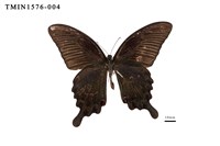 藏品(穹翠鳳蝶)的圖片